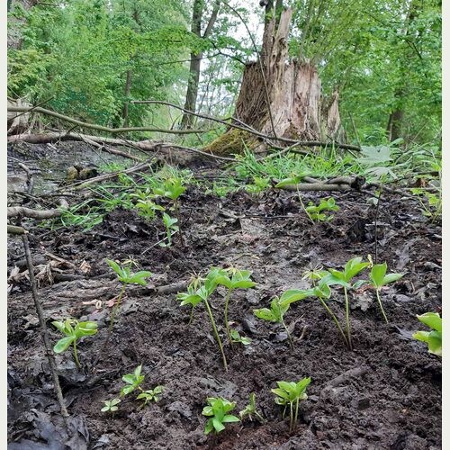 Die Einbeere kommt in feuchten, naturnahen Wäldern vor. Im Sumpfwald im Wilhelmsburger Inselpark findet sie ideale Standortbedingungen vor